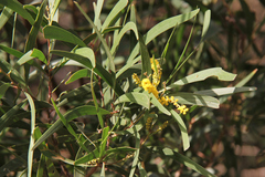 Acacia spirorbis
