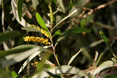 Acacia spirorbis