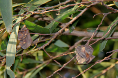 Acacia spirorbis