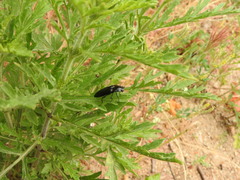 Melanactes densus
