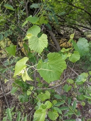 Vitis champinii