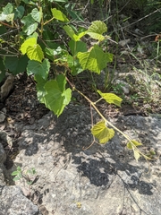 Vitis champinii