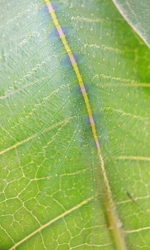 Euthalia aconthea