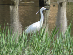 Egretta garzetta