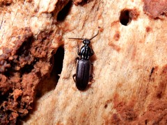 Rhysodidae