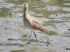 Numenius phaeopus