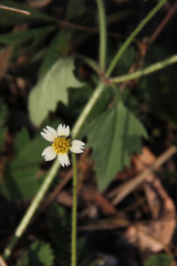 Tridax procumbens