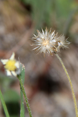 Tridax procumbens