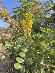 Ceratonia siliqua