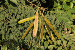 Leucaena leucocephala