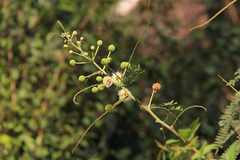 Leucaena leucocephala