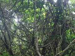 Anodendron affine