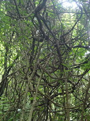 Anodendron affine