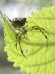 Araneus miniatus