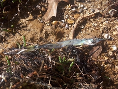 Hyporhamphus