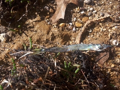 Hyporhamphus