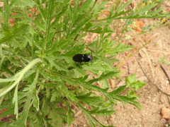 Melanactes densus