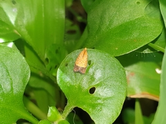 Loboschiza koenigiana