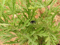 Melanactes densus