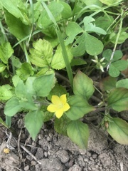 Lysimachia japonica