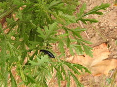 Melanactes densus