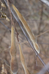 Wisteria floribunda