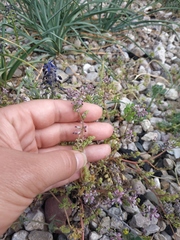 Fumaria kralikii
