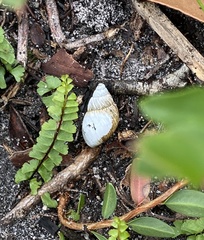 Bothriembryon brazieri