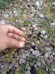 Fumaria kralikii