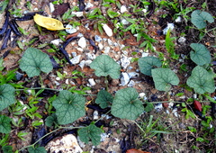 Trichosanthes scabra