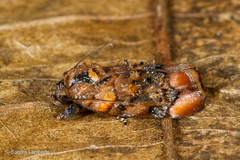 Chlamydastis molinella