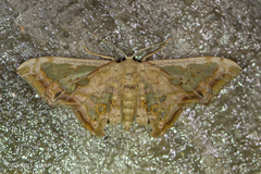 Proutoscia fenestraria