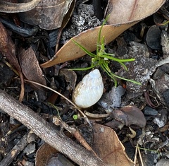 Bothriembryon brazieri