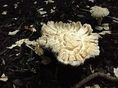 Stropharia rugosoannulata lutea