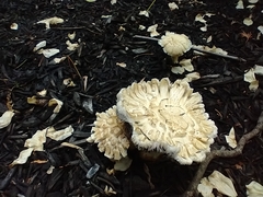 Stropharia rugosoannulata lutea