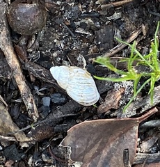 Bothriembryon brazieri