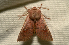 Perigonica pectinata