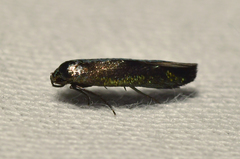 Chrysopeleiinae