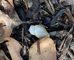 Bothriembryon brazieri