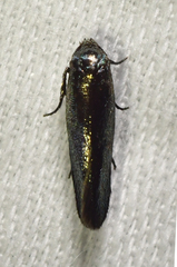 Chrysopeleiinae