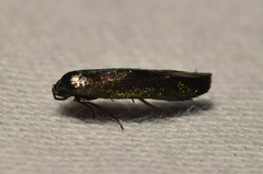 Chrysopeleiinae