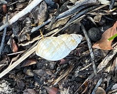 Bothriembryon brazieri