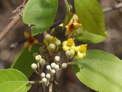 Grewia tiliifolia