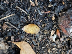 Bothriembryon brazieri