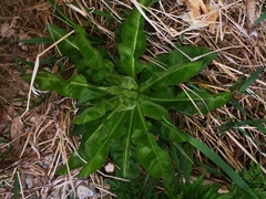 Picris japonica kamtschatica