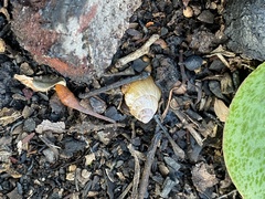 Bothriembryon brazieri