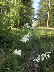 Penstemon laevigatus