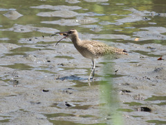 Numenius phaeopus