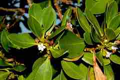Myoporum crassifolium