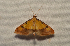 Choristostigma zephyralis